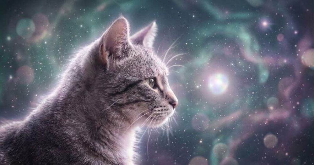 サバトラ猫　スピリチュアル