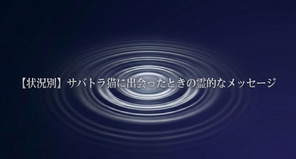 サバトラ猫　スピリチュアル　出会ったとき